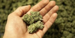México cada vez más cerca de la legalización de la marihuana; SCJN aprueba quinto amparo