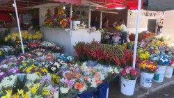 Floristas esperan buenas ventas por el día de muertos