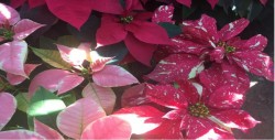 Ambiente navideño, llegaron las flores de nochebuena