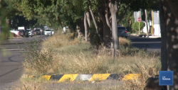 En Cajeme, camellón de la calle Norte están con maleza