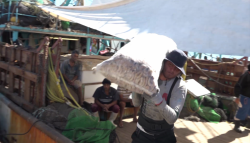Pescadores registran buenas capturas de camarón
