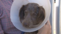 No se castiga a ninguna persona por maltrato animal