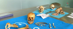 Más de 300 cuerpos son identificados; serán entregados a familias