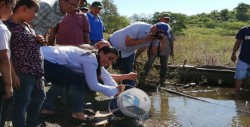 Reciben un millón de alevines de tilapia pescadores de El Rosario