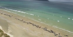 Unas 145 ballenas pilotos mueren tras quedarse varadas en Nueva Zelanda