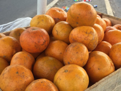 Mandarina, presente en las posadas