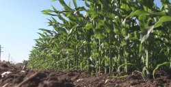 CESAVESIN presenta avances de siembra del presente ciclo agrícola