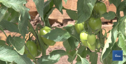 El norte de Sonora es importante generador de producción agroalimentaria
