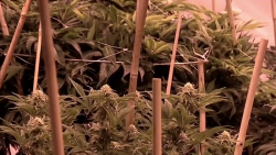 Aumenta consumo de drogas en diciembre: CIJ