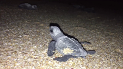 Exitoso programa de protección a la tortuga marina