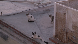 Proliferación de gatos genera queja de vecinos
