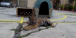 Autoridades decomisan tigre siberiano en restaurante de CDMX