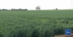 Fundación Ambiental del Valle del Yaqui seguirá plantando árboles en el 2019