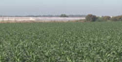 Gobierno federal apoyará a productores agrícolas mas vulnerables de Sinaloa
