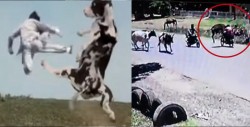 VIDEO: Como salido de una película, vaca golpea a motociclista muy al estilo de "kung fu"