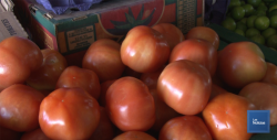 Por las nubes el precio del tomate en la región