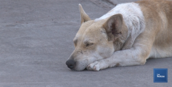 En envenenamiento de animales, piden a Fiscalía estudios toxicológicos
