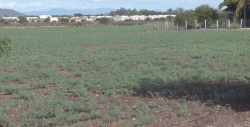 Rechazan organismos de CAADES la reducción del presupuesto al campo