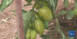 Buen desarrollo del tomate en la región