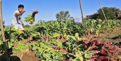 Comienza la cosecha de rábanos en Oaxaca
