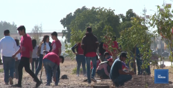 Arrancó reforestación de camellón de la Carretera Internacional en Cajeme