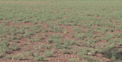 Necesario que México fortalezca a productores agrícolas ante competencia internacional