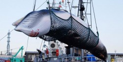 Japón retomará la caza comercial de ballenas en 2019