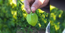 Bajas temperaturas provocan daños en cultivos