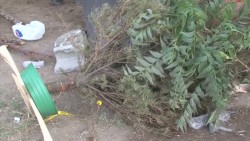 No habrá centro de acopio de pinos navideños en el bosque de la ciudad
