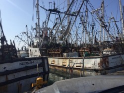 Quedan desempleados más de 3 mil pescadores: Armadores