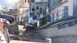 Poca actividad en el muelle pesquero, no hay trabajo