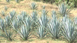 Denominación de origen del mezcal para Sinaloa