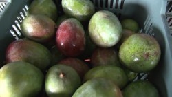 Agricultores impulsan programa de certificación