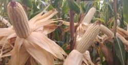 Cambio climático exige a México fortalecer genética de sus semillas de maíz