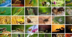 Los insectos están en peligro de extinción