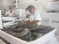 Se invertirán 40 MDP en empleo temporal para pescadores