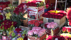 Las rosas, el regalo favorito para San Valentín