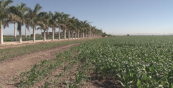 Urgen reglas de operación para definir apoyos al agro, ganadería y pesca