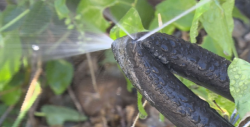 Fuga de agua en la Colonia Guadalupe