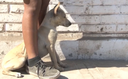 Son mascotas la principal denuncia en Ecología