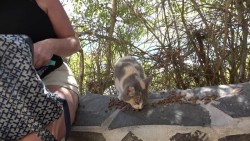 Habrá sanciones para quién abandone gatos en El Faro