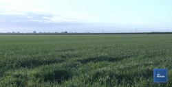 Gestiona Alcalde de Cajeme apoyos para el Campo