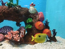 Acuario rompe récord de asistencia en Carnaval