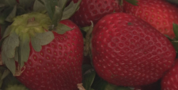 Las fresas son una importante fuente de Vitaminas y propiedades saludables