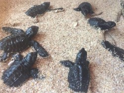 Mantener playas limpias, permite preservan especies marinas