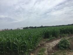 Logran incrementar superficie para apoyo de ingreso objetivo para maíz