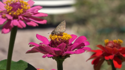 Inicia la primavera y junto con la temporada el intenso color de la flora