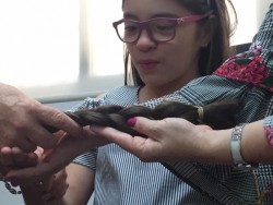 Donan trenzas de cabellos natural, para pelucas oncológicas artesanales