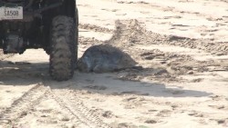 Aparece tortuga muerta en playas de Mazatlán