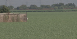 Buscan conformar la Unión de Productores de Garbanzo para defender intereses de agricultores